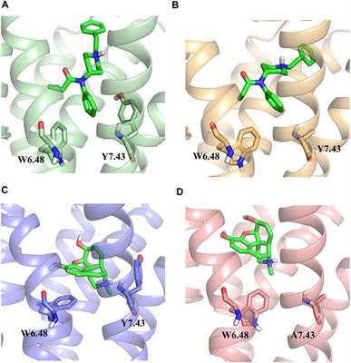 Tyrosine 7.43 is important for mu-opioid receptor downstream signaling pathways activated by fentanyl